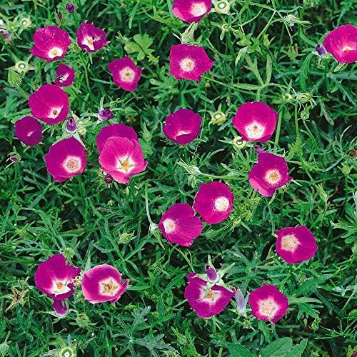 Outsidepride Mallow Poppy Seeds for Planting - 25 Pcs Perennial, Drought-Tolerant & Easy to Grow Wildflower Seeds with Vibrant Purple Blooms for Landscaping, & Pollinator Garden by Outsidepride