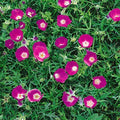 Outsidepride Mallow Poppy Seeds for Planting - 25 Pcs Perennial, Drought-Tolerant & Easy to Grow Wildflower Seeds with Vibrant Purple Blooms for Landscaping, & Pollinator Garden by Outsidepride