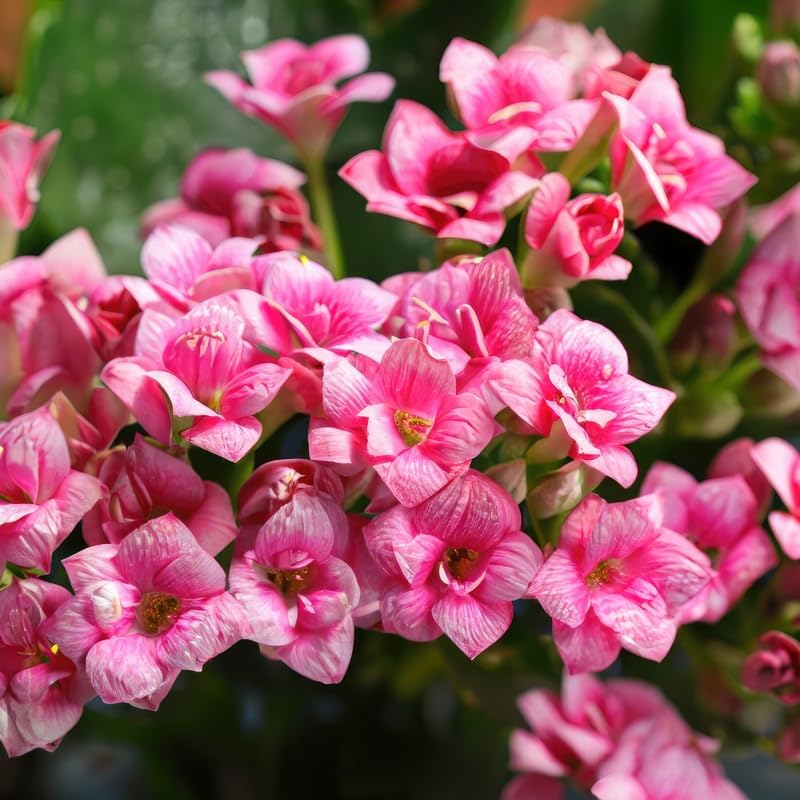 Pink Weigela Live Plant, 4" Pot, Vigorous Flowering Shrub for Pollinator Gardens and Yards - Image 5