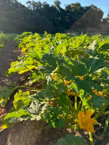 Goldini II Zucchini Seeds for Planting: 20 Count - Image 6