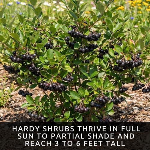 Black Chokeberry Seeds for Planting Native Shrub 100 Premium Seeds - Image 5