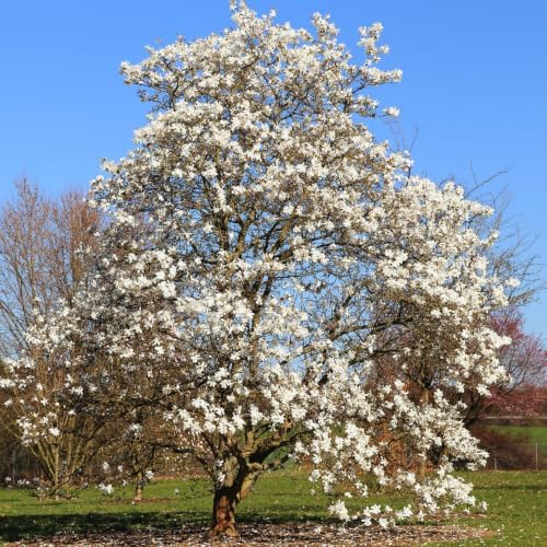 Star Magnolia Live Plant, Ornamental Tree, 6-8 Inch Tall - Image 4