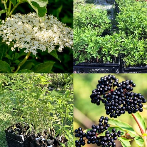 Black Elderberry Bush Live Plant, 6-12" Tall, Quart Pot, Hardy Berry Shrub - Image 4
