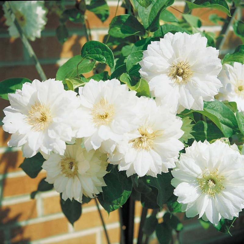 White Clematis Live Plant, 2.5" Pot, Fragrant Flowering Vine - Image 3