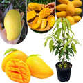 Lemon Mango Tree Live Plant, Tropical Fruit, 3 Gallon Pot by Unknown