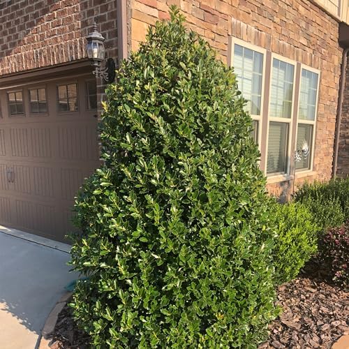 Southern Living 3 Gal. Oakland Holly Shrub - Image 3