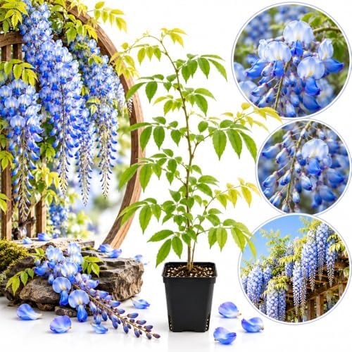 Blue Wisteria Live Plant, Climbing Vine Flower, 6-12 Inch Tall, in Pot - Image 5