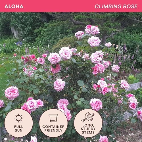 Heirloom Climbing Roses, Live Own Root Plant, Aloha - Image 4