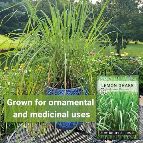 Sow Right Seeds - Lemon Grass Seed for Planting Mosquito Repellent Herb 2pk - Image 3