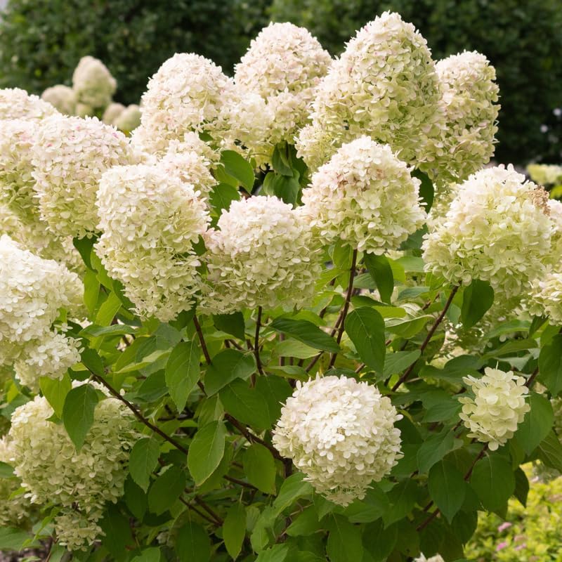 Green Hydrangea Live Plant, Perennial Flowering Bush, 4-7'' Tall, 2.5'' Pot - Image 6