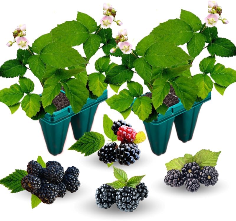 2 Chester BlackBerry Plants Live for Planting, High Yielding, Sweet Juicy Berries for Your Garden, 4-6" in Tall, Cold Hardy, Dormant in Winter, No Pot - Image 3