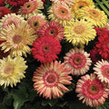 Outsidepride Strawberry Twist Mix Gerbera Seeds - 10 Pcs Perennial, Compact & Low Maintenance, Flower Seeds for Planting w/Semi-Double Blooms, Ideal for Garden Landscaping & Cut Flower Arrangements by Outsidepride