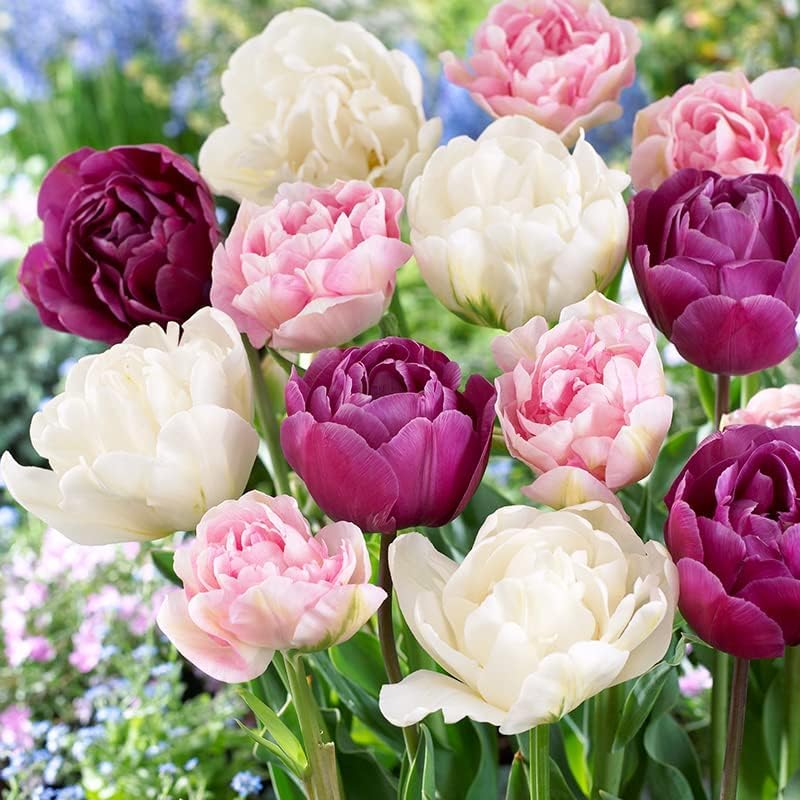 100 Tulip Mix Flower Bulb Box with Easy Carry Handle - Purple, Pink and White Mixed Colors - Weeks of Easy to Grow Flowers - Plant in Gardens, Containers & Flowerbeds - Planting Instructions Included - Image 5