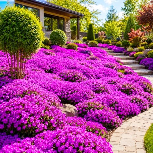 15500Pcs Mix Creeping Thyme Seeds for Planting - Perennial Ground Cover Plant, Drought Tolerant - Image 3