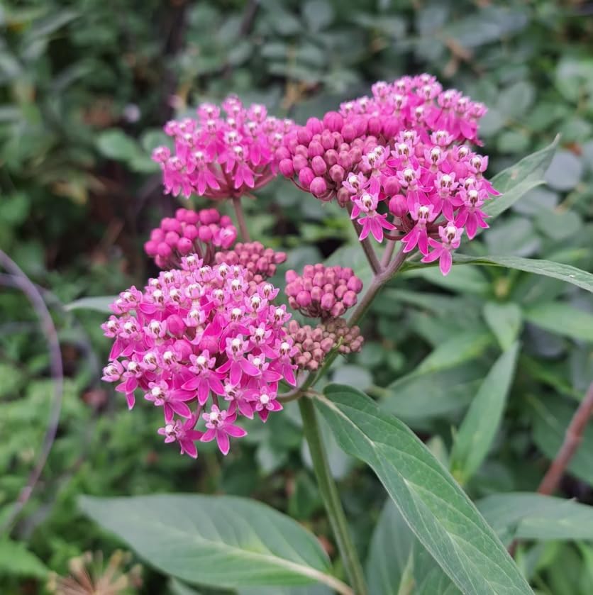 Purple Milkweed Live Plant, Colorful Perennial Garden Plant for Outdoor Garden 4 to 6 Inch Tall - Image 2