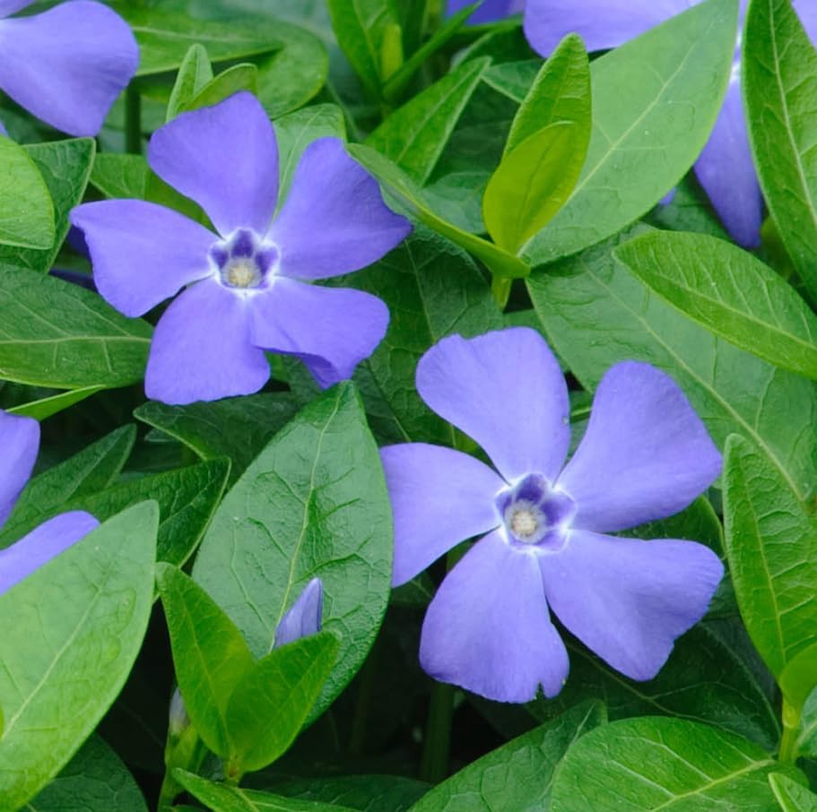 Set of 50 Blue Vinca Minor Plants Live, Creeping Myrtle Periwinkle Ground Cover, Hardy Perennial, 4-6 Inch Tall, Bare Root, No Pot - Image 2