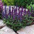 Park Seed Salvia New Dimension Blue Seeds, Pack of 25 by ParkSeed
