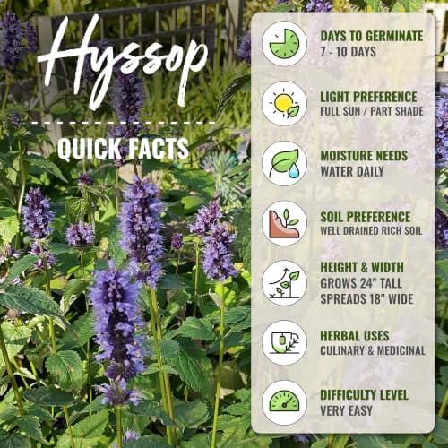 Seed Needs Blue Hyssop Seeds to Plant Non-GMO & Heirloom Herbs XL Pack - Image 4