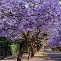 Purple Jacaranda Tree Plant Live, Ornamental Landscape Tree, 4-6 Inch Tall by HILROQG