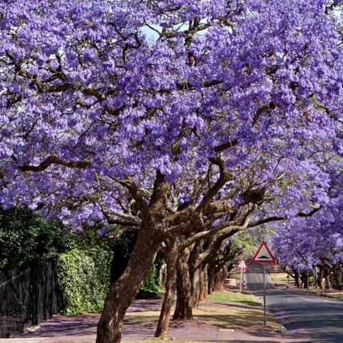 Purple Jacaranda Tree Plant Live, Ornamental Landscape Tree, 4-6 Inch Tall by HILROQG