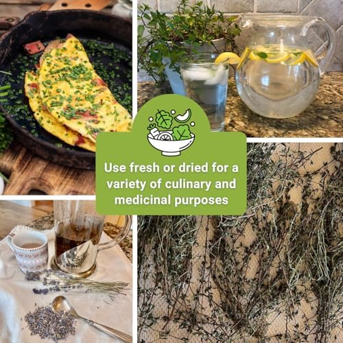 Sow Right Seeds - Perennial Herb Seed Collection for Planting Home Garden - Image 6