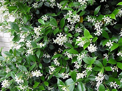 American Plant Exchange Live Confederate Jasmine Plant with Fragrant White Flowers, Star Jasmine Plant, Plant Pot for Home and Garden Decor, 10" Pot - Image 3