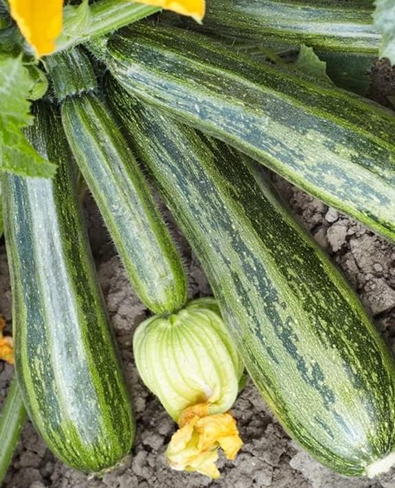 25 Organic Cocozelle Zucchini Summer Squash Seeds for Planting. Non GMO and Heirloom. 3 Grams of Seeds. Garden Vegetable Survival - Image 3