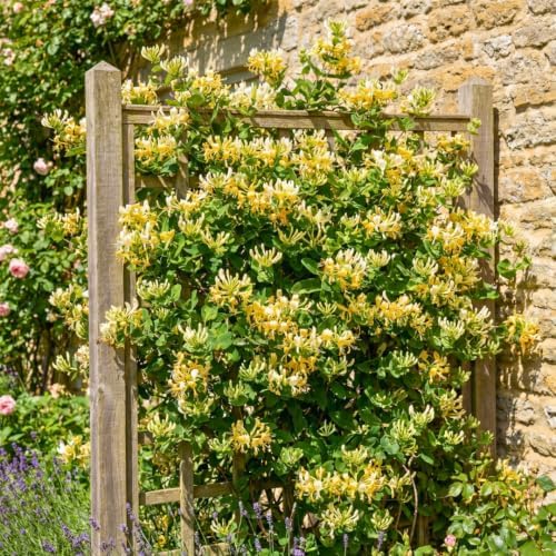 Scentsation Honeysuckle Plant Live in 2.5" Pot, Fragrant Lonicera Plant - Image 2