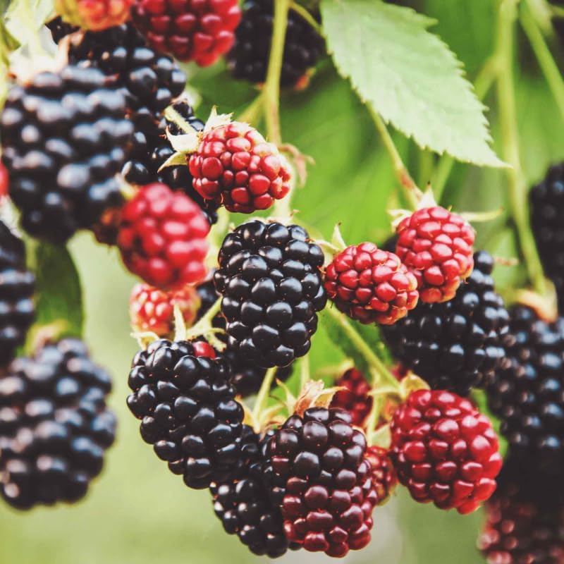 2 Easy Planting BlackBerry Plants Live for Planting, High Yielding, Sweet Juicy Berries for Your Garden, 4-6" in Tall, Cold Hardy, Dormant in Winter, No Pot - Image 4