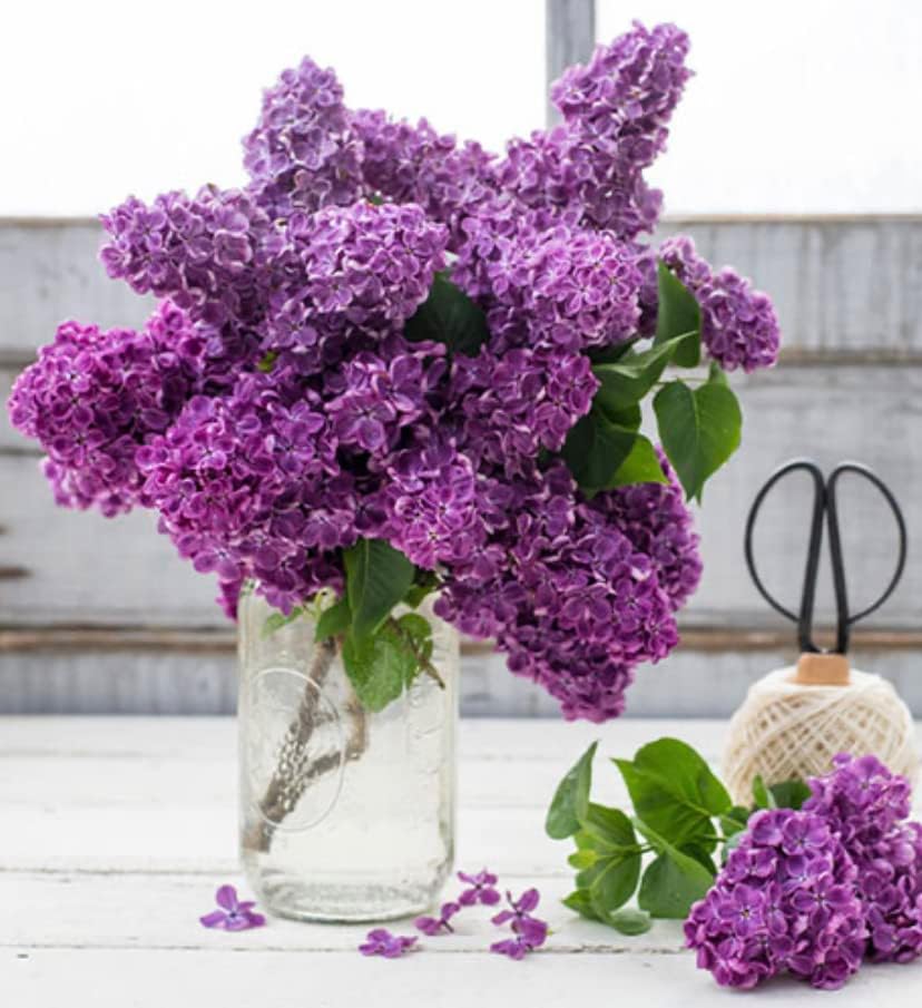 Old Fashioned Lilac Bushes Live Plants (2 Pack) – 14–24” Tall - Syringa vulgaris – Fragrant Lavender Purple Flowers – Hardy Flowering Shrubs - Image 5