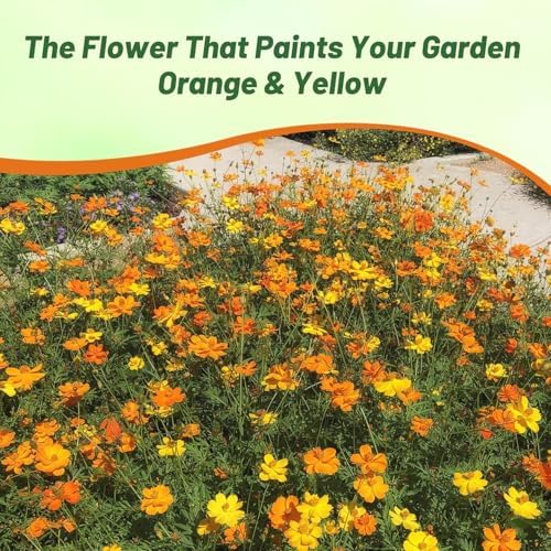 Outsidepride Bright Lights Cosmos Sulphureus Seeds - 1 Lb. Pcs Annual, Drought Tolerant & Pollinator Friendly, Flower Seeds for Planting w/Vibrant Mixed Blooms, Ideal for Landscaping & Xeriscaping - Image 6