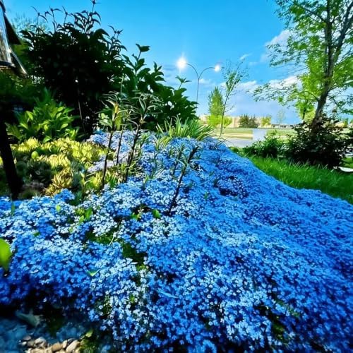 Magic Creeping Thyme Seeds for Planting, 15000+ Thymus Seeds, Perennial Ground Cover Plants, Non-GMO Heirloom Thymus Serpyllum Seed for Home Garden Outdoor - Image 2