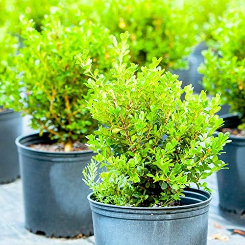 Perfect Plants Japanese Boxwood, 3 Gallon, Live Evergreen Shrub - Image 2