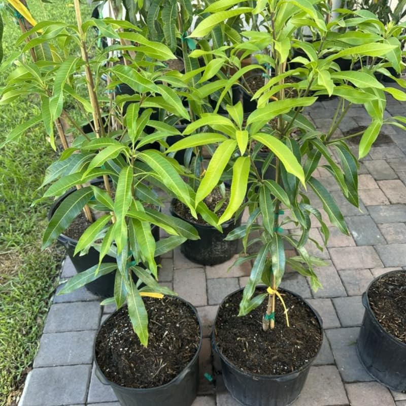 Dwarf Mango Tree Live Plant, Tropical Fruit, 3 Gallon Pot - Image 6