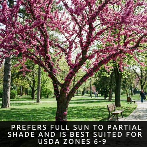 50 Judas Tree Seeds | Cercis Siliquastrum Flowering Tree Seeds - Image 4