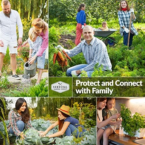 Muncher Cucumber Seeds for Planting - Low-Acid Slicing Cucumbers (1 Pack) - Image 5