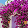 100+ Mix Color Bougainvillea Seeds for Planting Perennial Ornamental Low Maintenance Fast-Growing Drought Tolerant Garden Outdoor by WivolibeSeeds