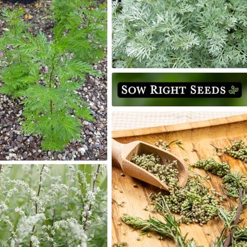 Sow Right Seeds - Mugwort Seed for Planting Perennial Medicinal Herb 4pk - Image 4