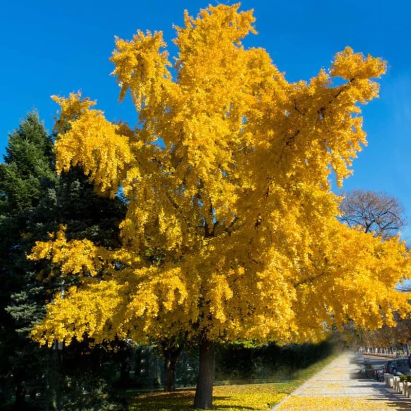 Ginkgo Tree Plant Live, Ornamental Tree, Quart Pot - Image 3
