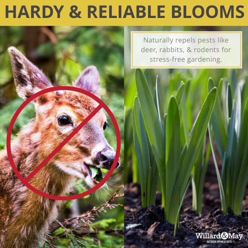 100 Mixed Daffodil Bulbs – Bulk Pack of Spring-Blooming Narcissus – Deer Resistant & Cold Hardy – Easy Fall Planting - Plant in Gardens, Borders & Flowerbeds - Willard & May - Image 3