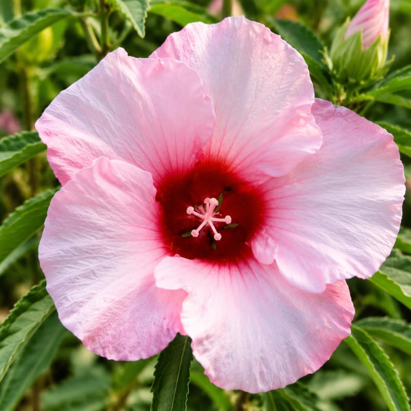 3 Hardy Hibiscus Live Plants, Flowering Shrub, Pink Blooms, 4-7" - Image 4
