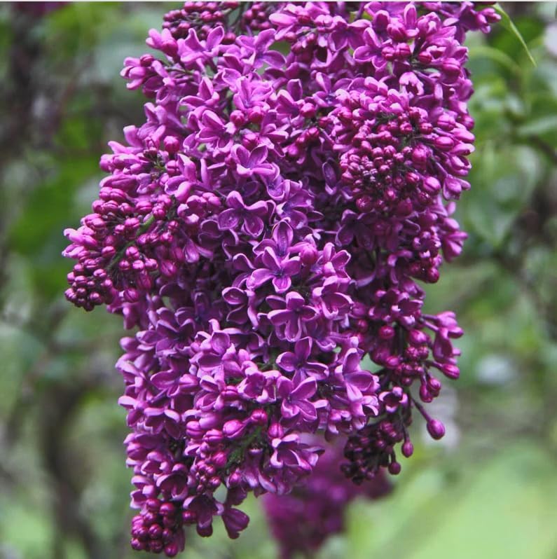 Syringa vulgaris ‘Albert F. Holden’ Lilac – Fragrant Purple Bicolor Lilac Shrub – Cold Hardy Flowering Bush – Pollinator Friendly Garden Plant – Live Starter Plant by Japanese+Maples+and+Evergreens
