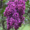 Syringa vulgaris ‘Albert F. Holden’ Lilac – Fragrant Purple Bicolor Lilac Shrub – Cold Hardy Flowering Bush – Pollinator Friendly Garden Plant – Live Starter Plant by Japanese+Maples+and+Evergreens