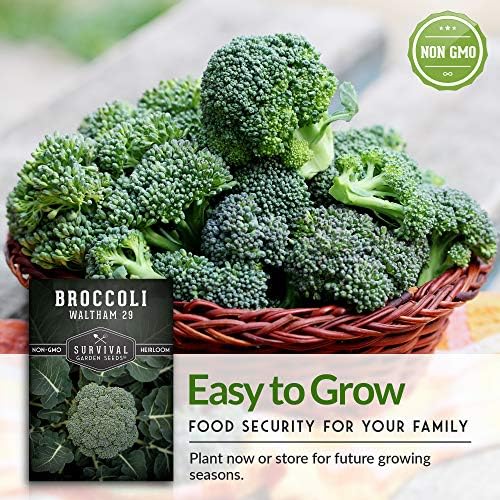 Waltham 29 Broccoli Seeds for Planting – Survival Garden Seeds (2 Packs) - Image 5