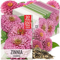 Seed Needs Luminosa Zinnia Seeds to Plant Cut Flowers - 20 Packs by SeedNeeds
