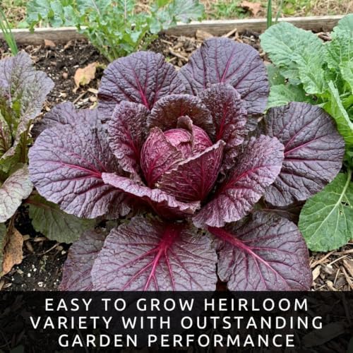Red Chinese Cabbage Seeds for Planting | Crisp Heirloom Heads | 100 Seeds - Image 6