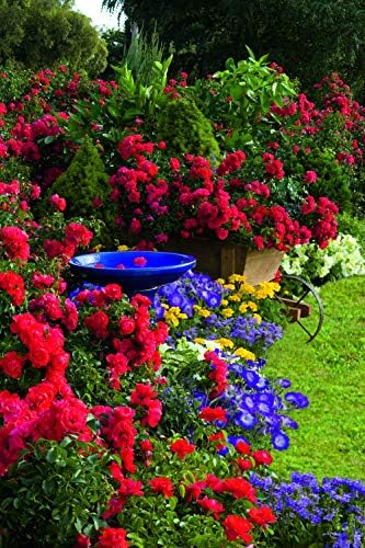Live Plant from Green Promise Farms Flower Carpet Roses ROSA `FLOWER CARPET SCARLET` Red Flower Shrub #2 Size Container Scarlet Red - Image 4