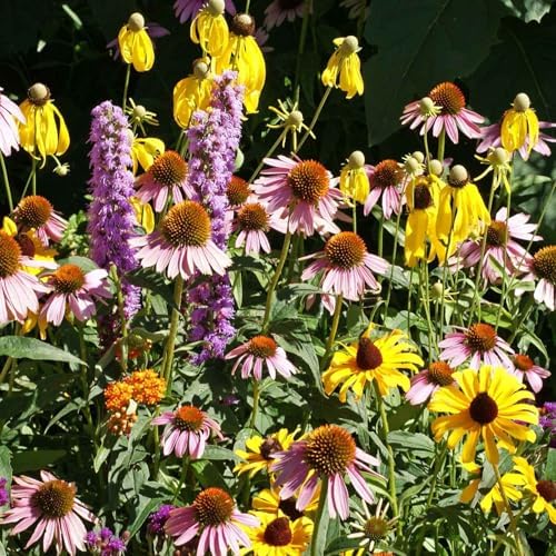 Eden Brothers Native Midwest Wildflower Seed Mix, 1/4lb, 19 Prairie Wild Flower Seed Varieties,100% Pure Seed No Fillers,Bulk Wildflower Seeds for Planting Outdoors,Attracts Pollinators & Hummingbirds by EdenBrothers