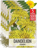 Seed Needs Common Dandelion Seeds to Plant an Herb Garden - 5 Packs by SeedNeeds