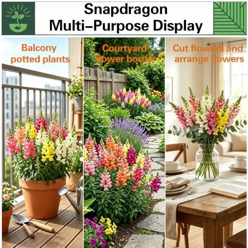 Snapdragon Seeds for Planting, Tall Mix Perennial Flower, 1500 Garden Seeds - Image 3